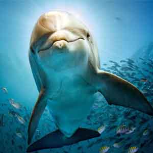 <strong>4 июля отмечался Международный день дельфинов-пленников</strong>